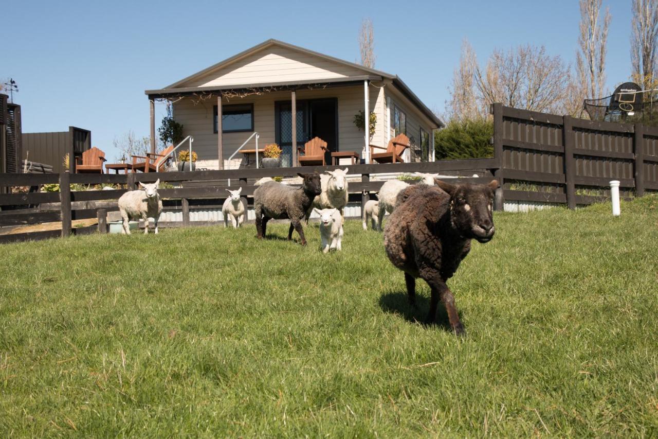 פיירלי Shearvue Farmstay With Optional Free Farm Experience At 5Pm מראה חיצוני תמונה