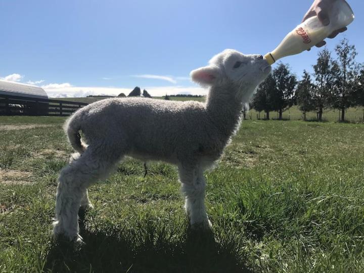 פיירלי Shearvue Farmstay With Optional Free Farm Experience At 5Pm מראה חיצוני תמונה